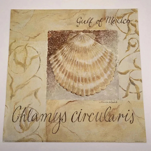 Lot Of 4 Shell‎ Art Prints 12x12 Caribbean, Japan, Gulf of Mexico, Indo Pacific - Picture 4 of 10